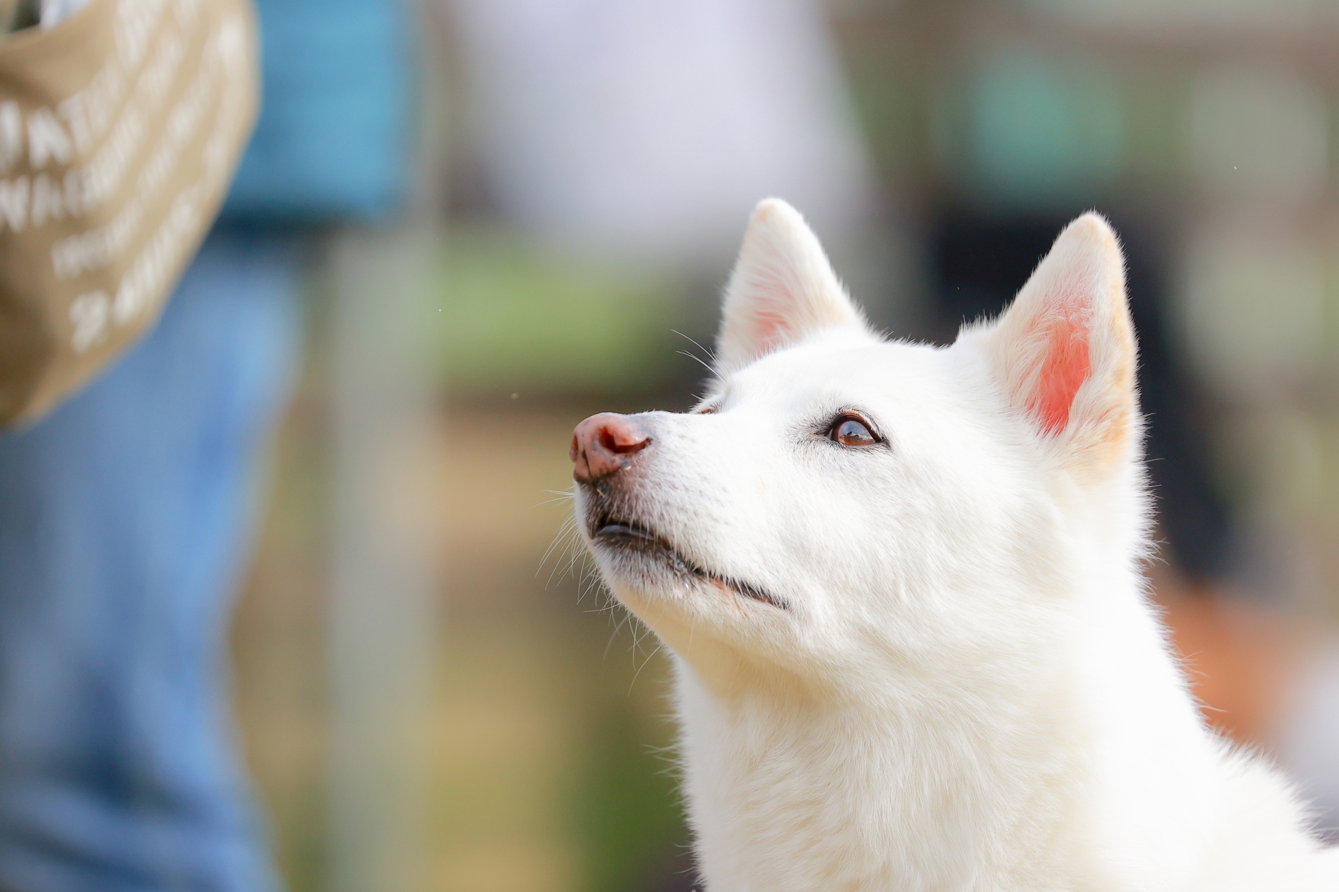 犬